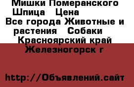 Мишки Померанского Шпица › Цена ­ 60 000 - Все города Животные и растения » Собаки   . Красноярский край,Железногорск г.